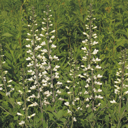 Picture of White Wild Indigo - Plant