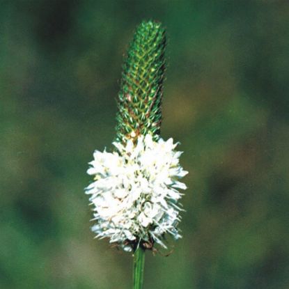 Picture of White Prairie Clover - Plant