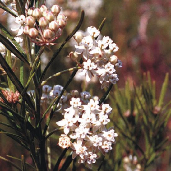 Picture of Whorled Milkweed - Plant