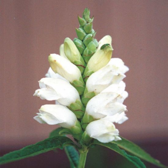Picture of Turtlehead - Plant