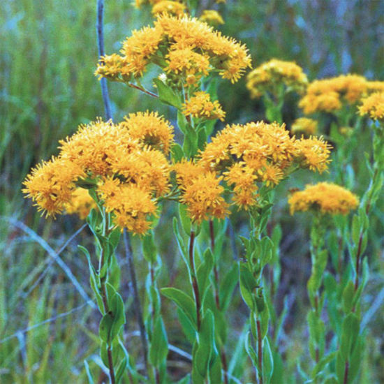 Picture of Stiff Goldenrod - Plant