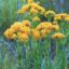 Picture of Stiff Goldenrod - Plant