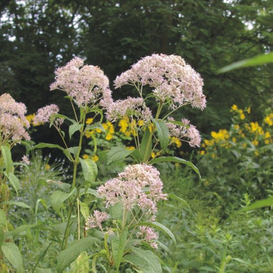 Picture of Sweet Joe Pye Weed - Plant