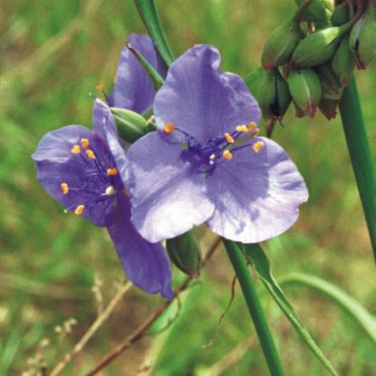 Picture of Spiderwort - Plant