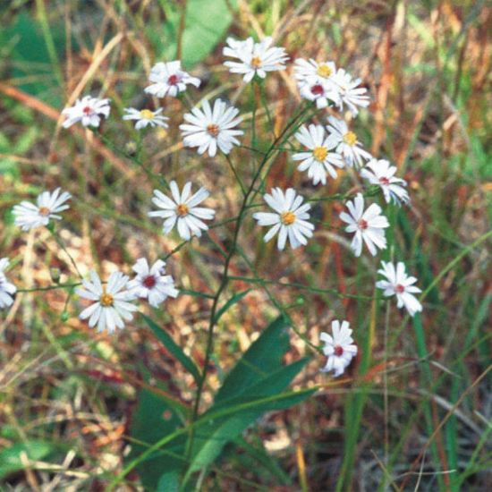 Picture of Smooth Blue Aster - Plant