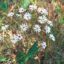 Picture of Smooth Blue Aster - Plant