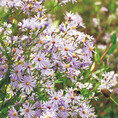 Picture of Sky Blue Aster - Plant