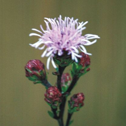 Picture of Meadow Blazing Star - Plant
