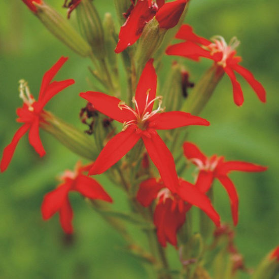 Picture of Royal Catchfly - Plant