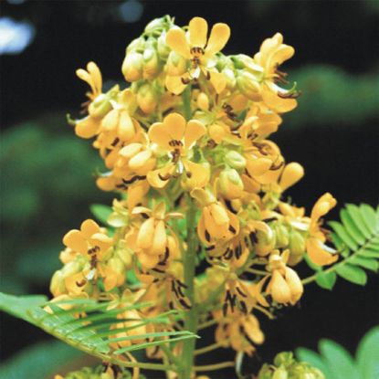 Picture of Wild Senna - Plant