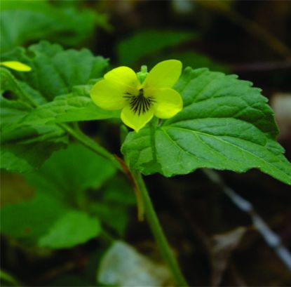 Picture of Yellow Violet - Plant