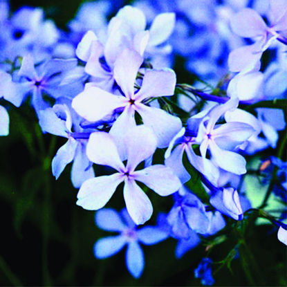 Picture of Woodland Phlox - Plant