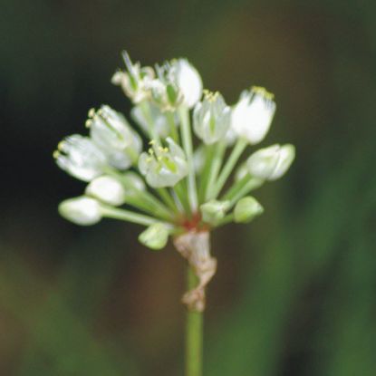 Picture of Wild Leek - Plant