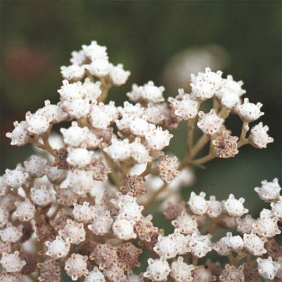 Picture of Wild Quinine - Plant