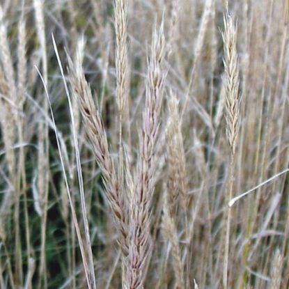 Picture of Virginia Wild Rye - Plant