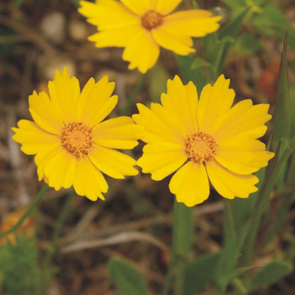 Picture of Sand Coreopsis - Plant