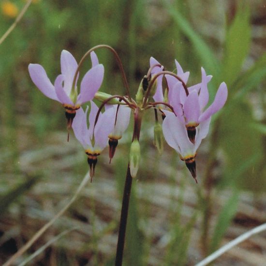 Picture of Shooting Star - Plant