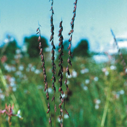 Picture of Side Oats  Grama - Plant