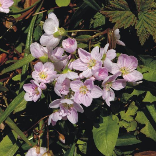 Picture of Spring Beauty - Plant