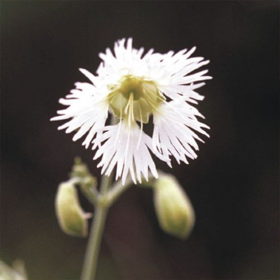 Picture of Starry Campion - Plant