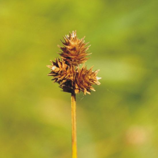 Picture of Troublesome Sedge - Plant