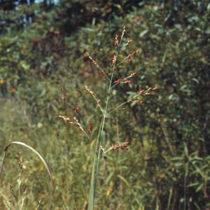 Picture of Switch Grass - Plant