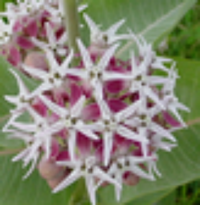 Picture of Showy Milkweed - Plant