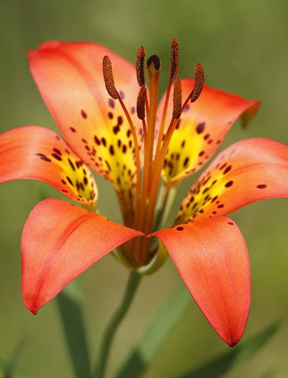 Picture of Wood Lily - Plant