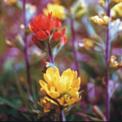 Indian paintbrush picture - red and yellow flowers