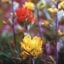 Indian paintbrush picture - red and yellow flowers