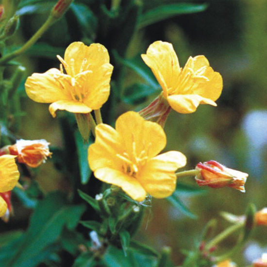 light yellow bloom - Evening Primrose plant