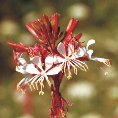 Gaura - Light pink white flowers