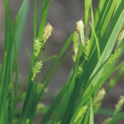 Picture of Common Wood Sedge - Plant