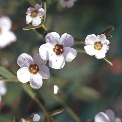 Picture of Flowering Spurge - Seed