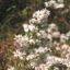 Picture of Frost Aster - Seed