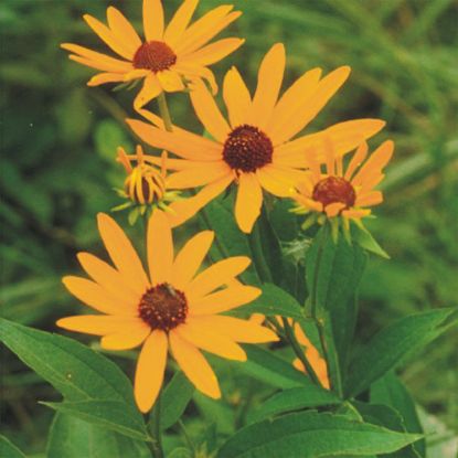 Picture of Sweet Black Eyed Susan - Seed