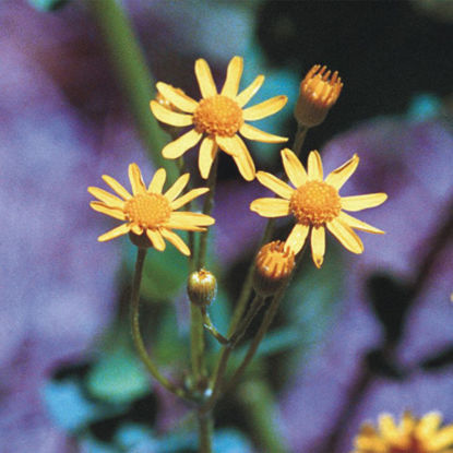 Picture of Golden Groundsel - Seed