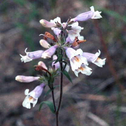 Picture of Slender Penstemon - Seed