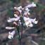 Picture of Slender Penstemon - Seed