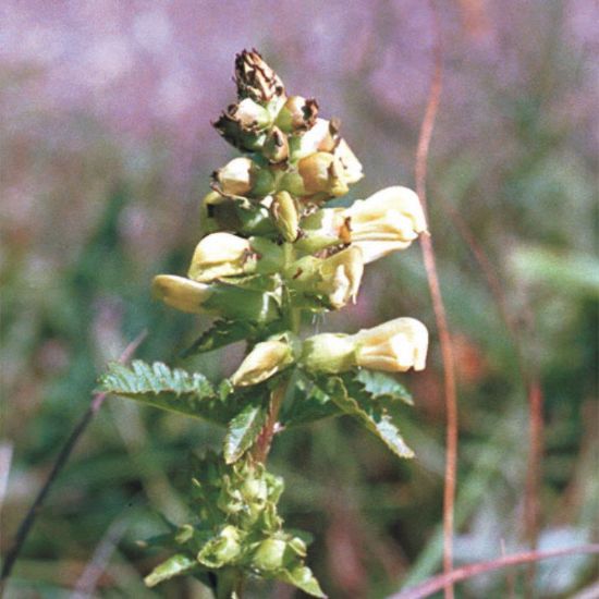 Picture of Lousewort- Seed