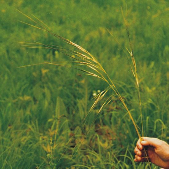 Picture of Needle Grass - Seed