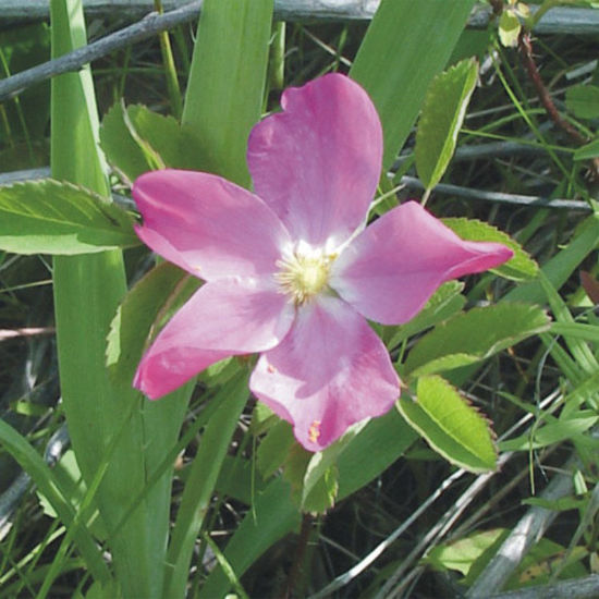 Picture of Pasture Rose - Seed