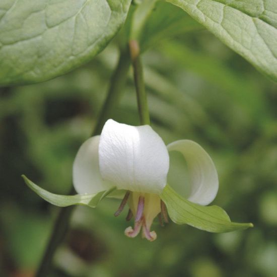 Picture of Nodding Trillium - Seed