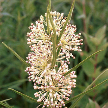 Picture of Tall Green Milkweed - Seed