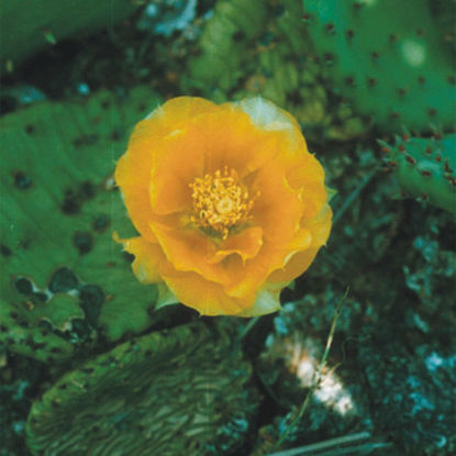 Picture of Prickly Pear Cactus - Seed