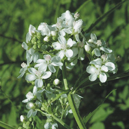 Picture of Glade Mallow - Seed