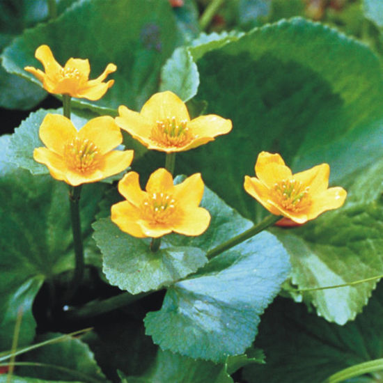 Picture of Marsh Marigold - Seed