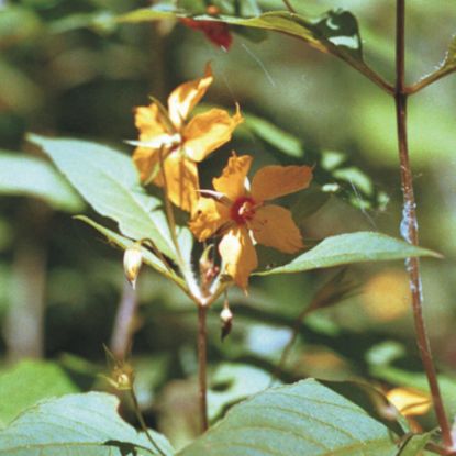 Picture of Fringed Loosestrife - Seed