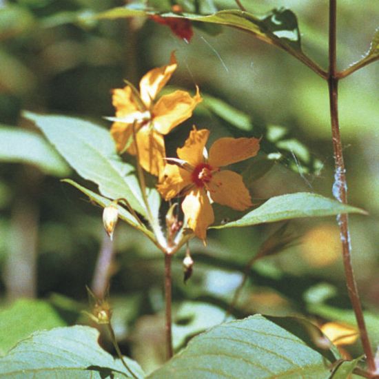 Picture of Fringed Loosestrife - Seed