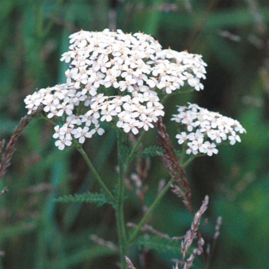 Picture of Yarrow - Seed